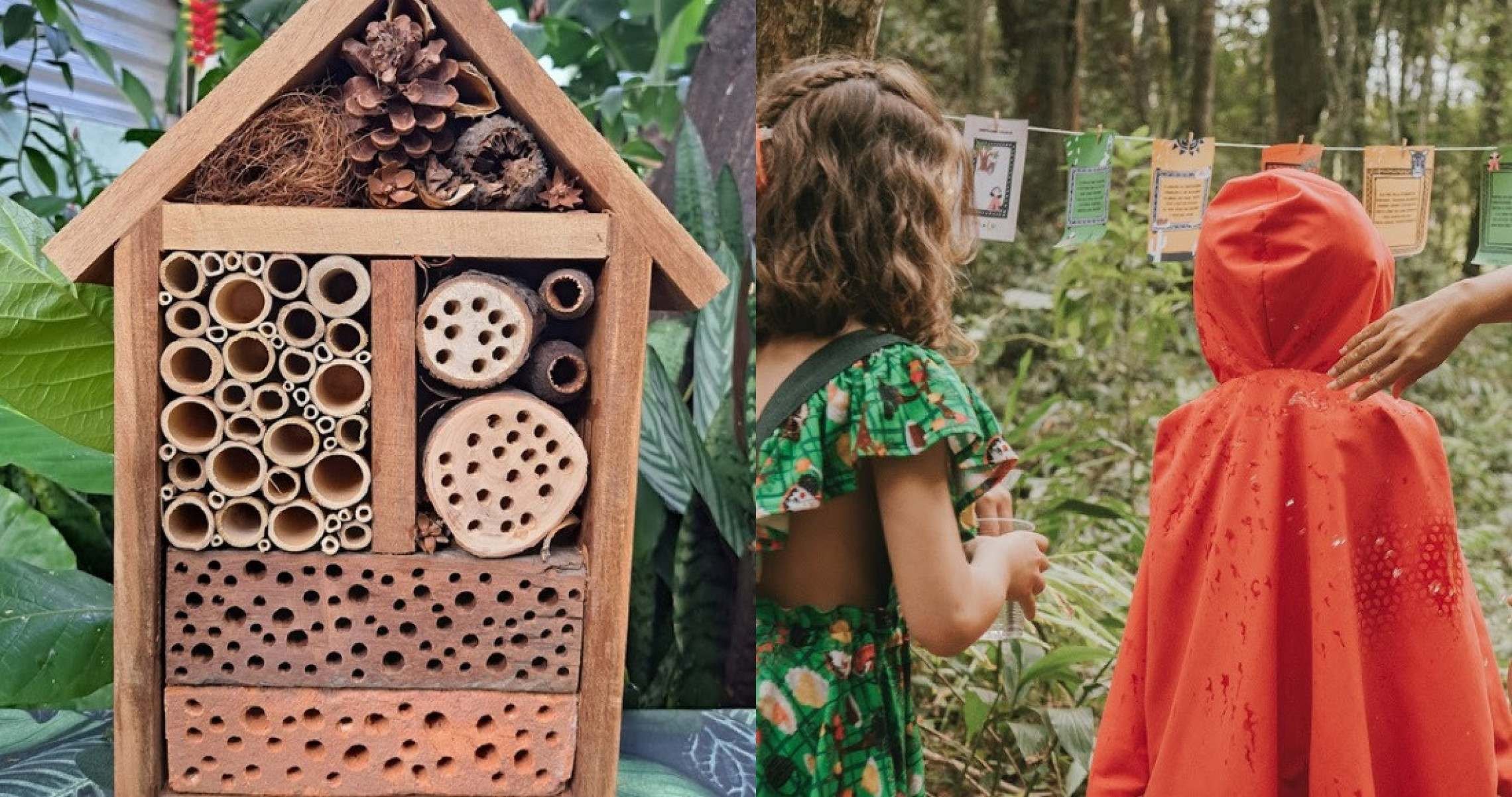 Brotos e Criando Asas