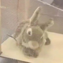 Robôs em forma de coelho capturam pítons invasoras nos EUA - Divulgação / Robert McCleery/ Distrito de Gestão de Águas do Sul da Flórida