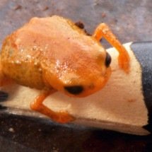 Nova espécie de sapo recebe nome em homenagem ao presidente Lula - Luiz Fernando Ribeiro/Mater Natura