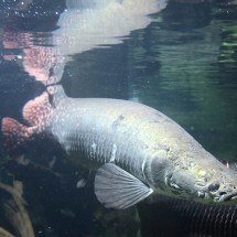 ‘Gigante Amazônico’: peixe que respira fora d’água e pesa até 200 kg está expandindo seu território - Wikimedia Commons/Citron