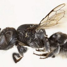 Nova espécie de abelhas é chamada de Lúcifer por ter “chifres” - Divulgação Kit Prendergast/Curtin University