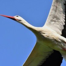 Símbolo de fertilidade, cegonha ‘carrega’ bebês na mitologia popular - Imagem de Alexa por Pixabay