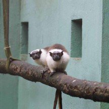 Casal de macacos em extinção é nova atração do Zoológico de BH - Lívia Ansaloni