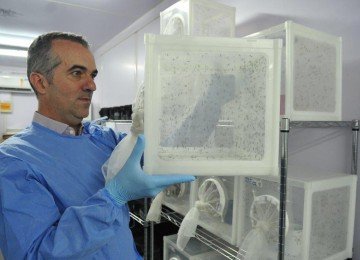 Luciano Moreira montou biofábrica com mosquistos infectados pela bactéria Wolbachia — capazes de reduzir a transmissão de dengue, zika e chikungunya em até 89%
 -  (crédito: Peter Ilicciew / Wolbito)
