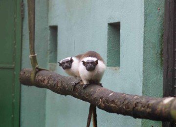 Casal de sauim-de-coleira é colocado para exposição no Zoológico de BH a partir dessa quarta-feira (10/12) -  (crédito: Lívia Ansaloni)