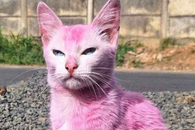 Na mais nova onda de ações consideradas maus-tratos, animais domésticos vêm sendo pintados: tintas podem ser tóxicas, alertam especialistas
 -  (crédito: Redes sociais/Reprodução)