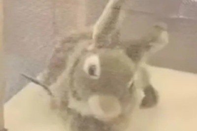 Pesquisadores da Universidade da Flórida implantaram cerca de 120 coelhos robóticos no Parque Nacional Everglades para atrair e capturar pítons-birmanesas, cobras invasoras que ameaçam o ecossistema local. Os dispositivos imitam calor, cheiro e até movimentos reais. -  (crédito: Divulgação / Robert McCleery/ Distrito de Gestão de Águas do Sul da Flórida)