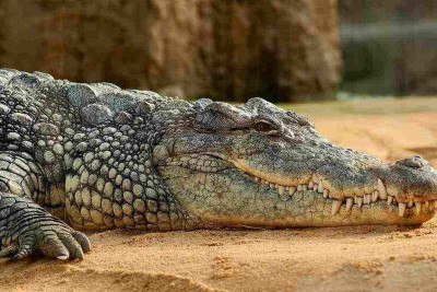 Os crocodilos sempre meteram medo nas pessoas, com sua aparência ameaçadora e comportamento feroz. Encontrá-los na natureza causa pavor até em quem está acostumado com animais selvagens. -  (crédito: Reprodução/Pixabay)