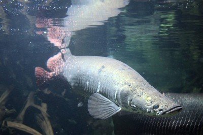 O pirarucu está entre os maiores peixes de água doce do mundo, podendo alcançar mais de três metros e pesar até 200 quilos. -  (crédito: Wikimedia Commons/Citron)