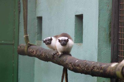 Casal de sauim-de-coleira é colocado para exposição no Zoológico de BH a partir dessa quarta-feira (10/12) -  (crédito: Lívia Ansaloni)