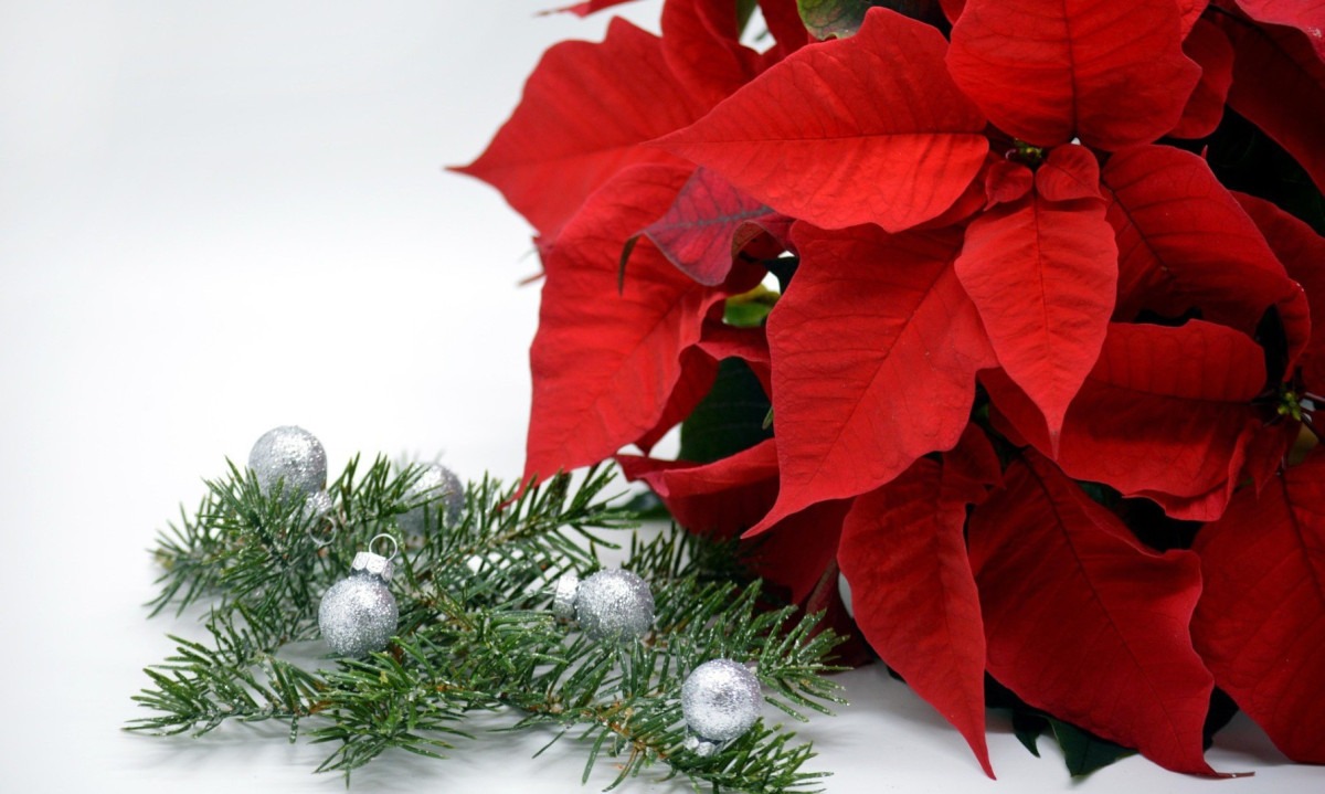 Giuliana Flores prevê aumento de 25% nas vendas no Natal - (crédito: DINO)