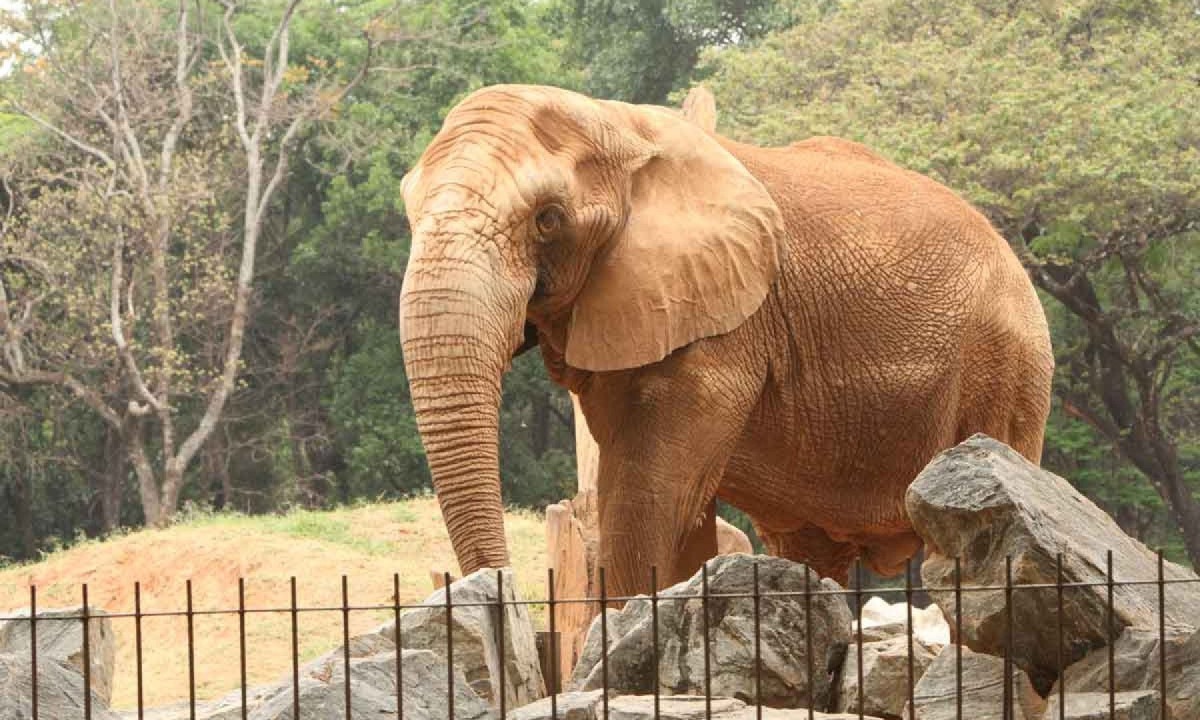 Elefante, muito querido por crianças de várias gerações, conecta visitantes do Zoológico à consciência ambiental - (crédito: Edésio Ferreira/EM/D.A Press)