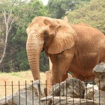 Regina Horta Duarte lança 'Jardim Zoológico' na Livraria Jenipapo