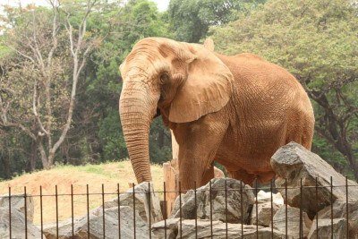 Elefante, muito querido por crianças de várias gerações, conecta visitantes do Zoológico à consciência ambiental -  (crédito: Edésio Ferreira/EM/D.A Press)