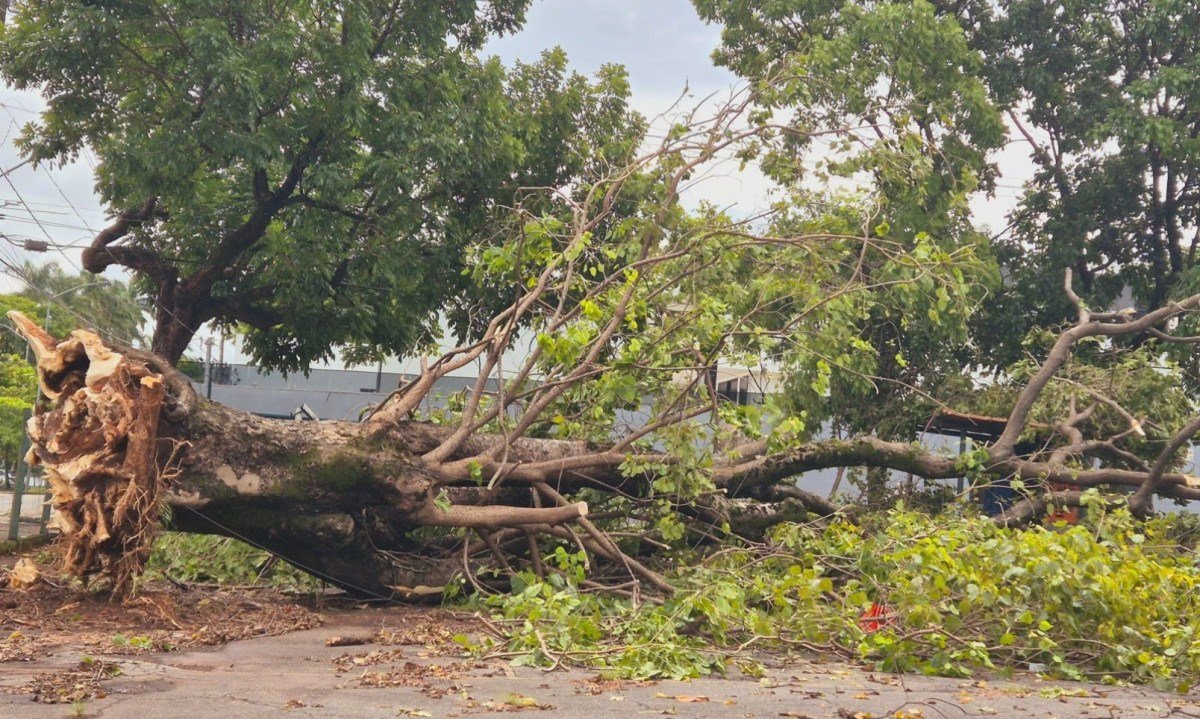 Queda de árvore em BH, na Pampulha