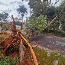 Árvores caídas bloqueiam ruas e causam danos a imóveis em BH  - Jair Amaral / EM / D.A Press