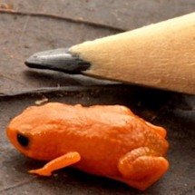 Pesquisador faz homenagem ao presidente Lula com nome de sapo