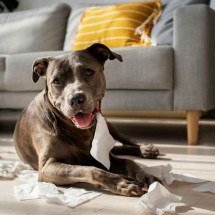 Pet engoliu objeto estranho?