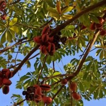 Árvore brasileira fedida produz sementes ‘milagrosas’; conheça os piores cheiros do mundo - UENF / Deborah Barroso / Divulgação
