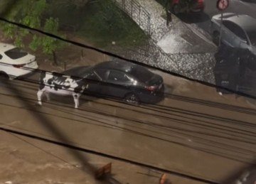 Enxurrada acabou levando mobílias e decorações, entre elas estava a escultura de uma vaca malhada, do bar Vaca Loka -  (crédito: Redes Sociais / Reprodução)