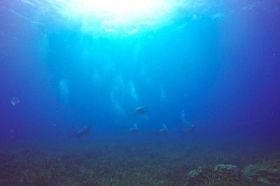 Uma base subaquática inovadora desenvolvida por uma empresa britânica promete dar um passe importante no futuro das pesquisas marinhas.  -  (crédito: Freepik/tirachard)