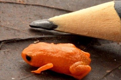 Uma nova espécie de sapo foi batizada de Brachycephalus lulai em homenagem ao presidente Lula. O anfíbio mede cerca de 8 mm, vive na Mata Atlântica de Santa Catarina e teve a descrição publicada em revista científica. - 