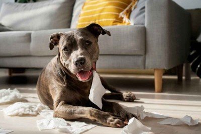                -  (crédito: Freepik)