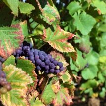 A parreira de Ibiá - JCStudio/Freepik