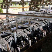 Estações mais quentes exigem cuidados especiais com os bovinos - SRX/Divulgação