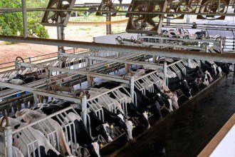 Estações mais quentes exigem cuidados especiais com os bovinos