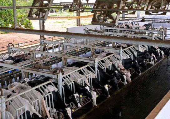 Estações mais quentes exigem cuidados especiais com os bovinos