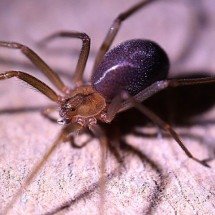 Pra quem não viu: Aranha-violinista mata jovem na Itália; conheça a espécie - Francisco Corado Rivera por Pixabay