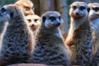 Humanos são monogâmicos? O que revela nova 'escala romântica' dos animais