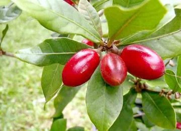 A natureza é fascinante e possui peculiaridades que chamam a atenção. Afinal, nela, existe um fruto que mascara sabores ácidos e amargos em doces. Trata-se da fruta-do-milagre, que contém em suas propriedades uma substância chamada miraculina.   -  (crédito: Hamale Lyman/Wikimédia Commons)
