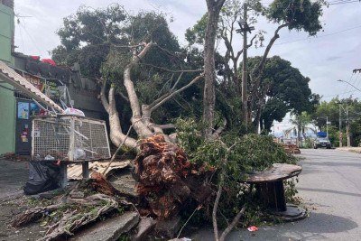 Árvore de grande porte cai no bairro Rio Branco, na Região Venda Nova, em Belo Horizonte -  (crédito: Edésio Ferreira/EM/DA Press)
