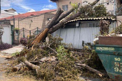 Árvores caem na Rua Deputado Wilson Tanure, no Bairro Santa Amélia, na Região Pampulha, em BH -  (crédito: Edésio Ferreira/EM/DA Press)