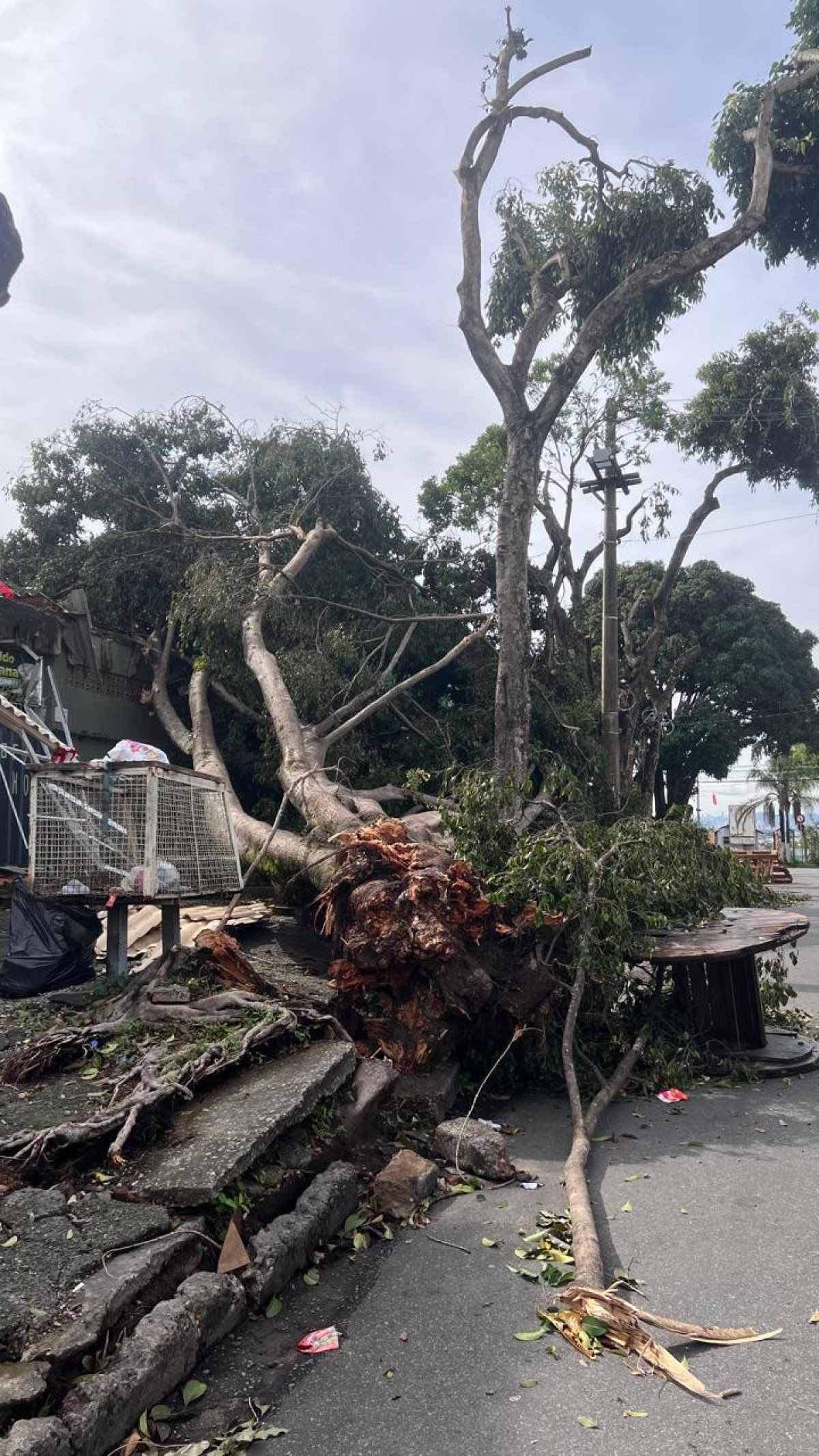 Árvore caiu e atingiu casa Rua Dalva de Matos, no Bairro Rio Branco, Região de Venda Nova, em BH-Edésio Ferreira/EM DA/Press