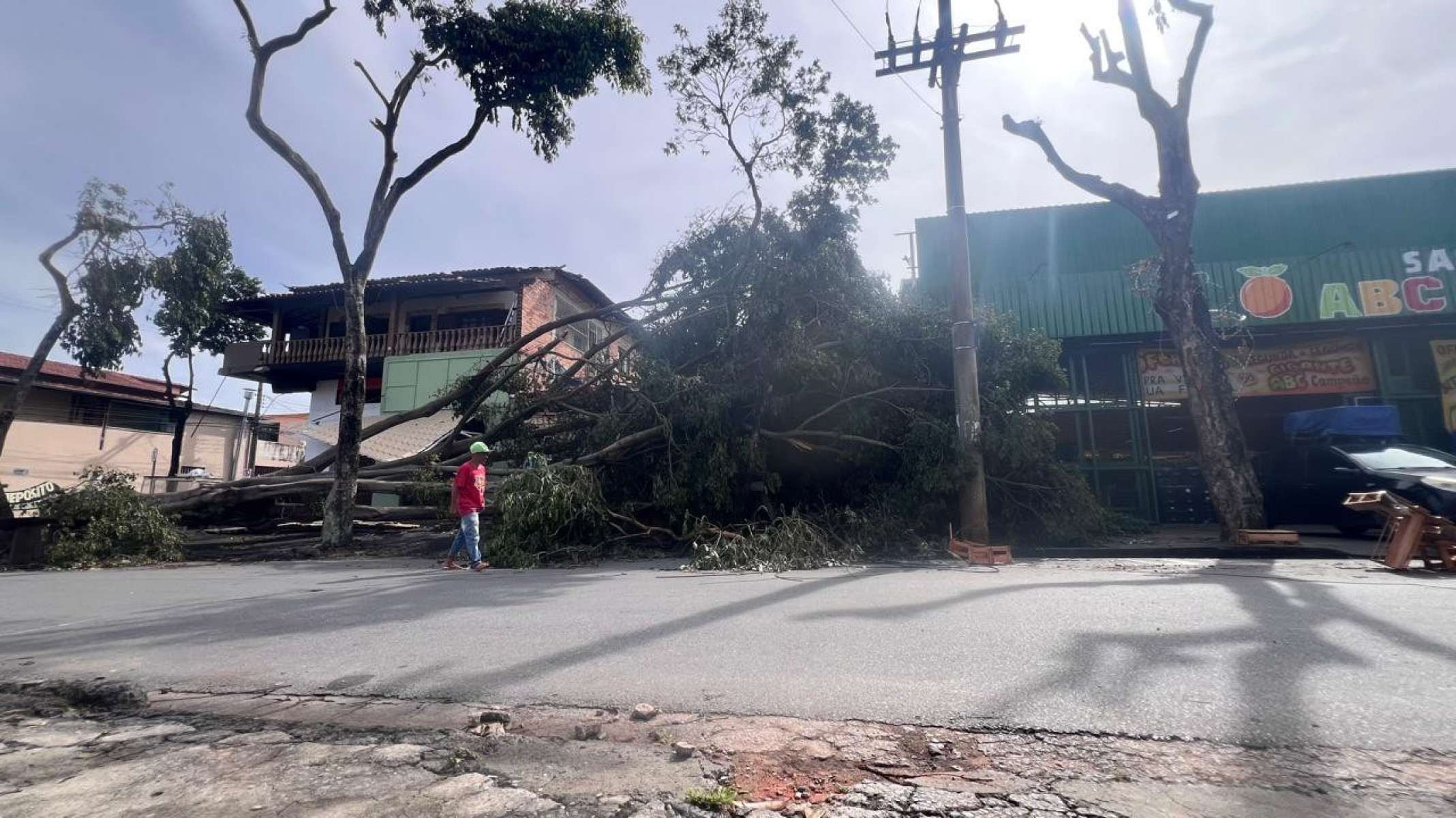 Árvore caiu e atingiu casa Rua Dalva de Matos, no Bairro Rio Branco, Região de Venda Nova, em BH-Edésio Ferreira/EM DA/Press