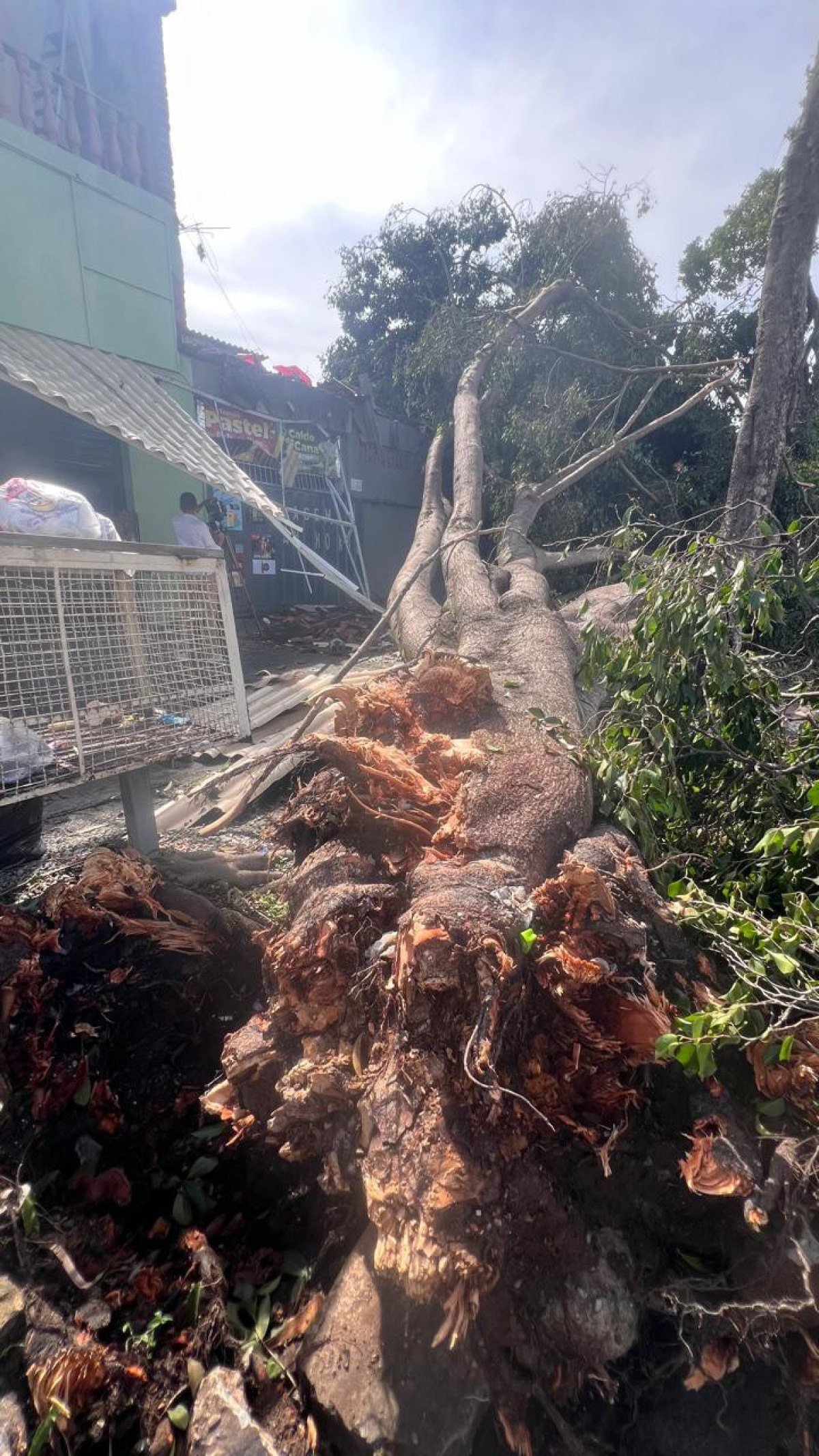 Árvore caiu e atingiu casa Rua Dalva de Matos, no Bairro Rio Branco, Região de Venda Nova, em BH-Edésio Ferreira/EM DA/Press