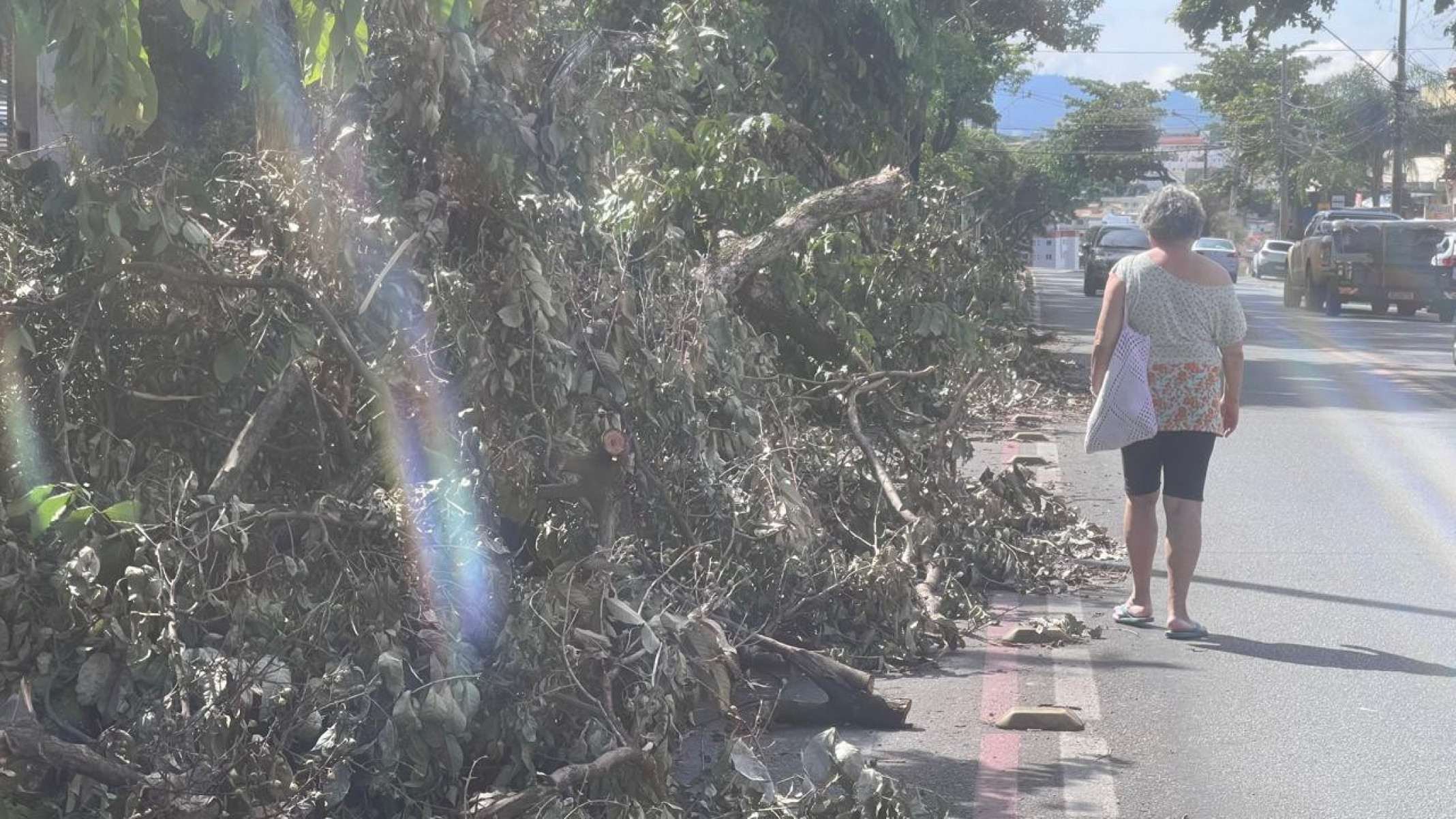 Árvore cai na Avenida Ministro De Oliveira Salazar, no Bairro Santa Mônica, na Região Pampulha, em BH-Edésio Ferreira/EM DA/Press