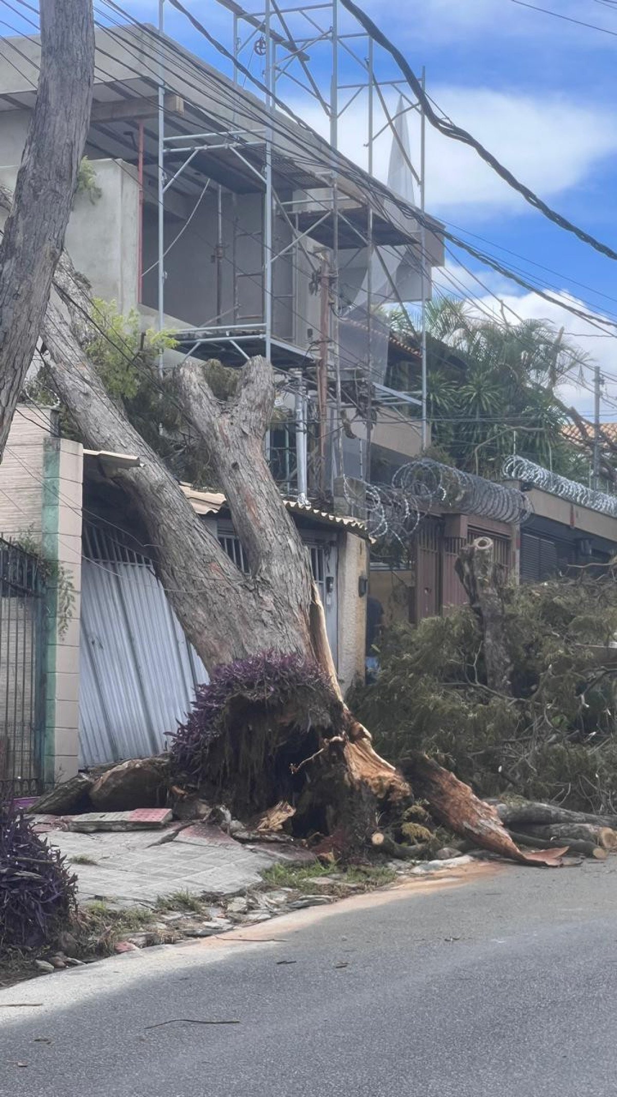 Árvores caem na Rua Deputado Wilson Tanure, no Bairro Santa Amélia, na Região Pampulha, em BH-Edésio Ferreira/EM/DA Press