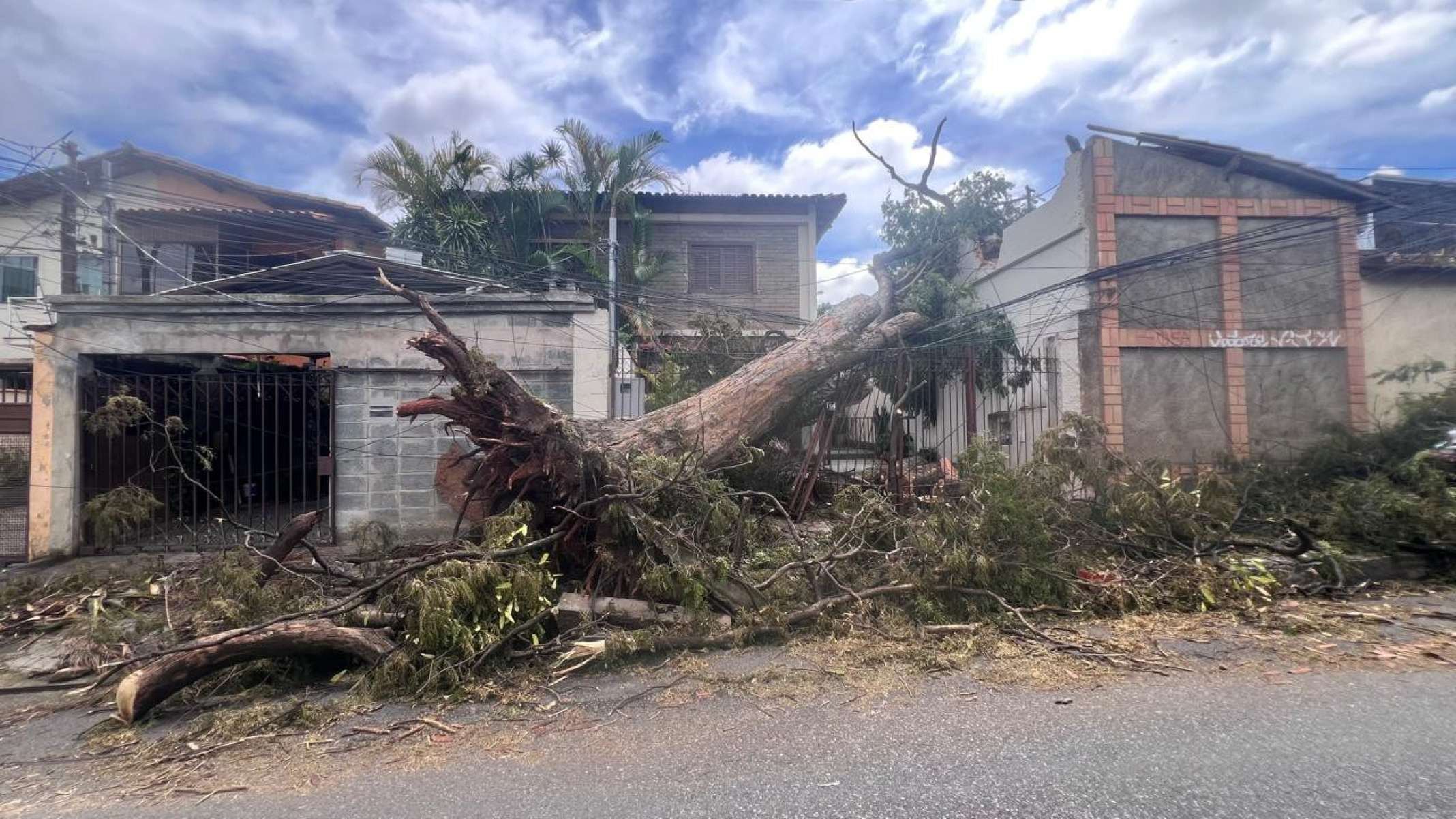 Árvores caem na Rua Deputado Wilson Tanure, no Bairro Santa Amélia, na Região Pampulha, em BH-Edésio Ferreira/EM/DA Press