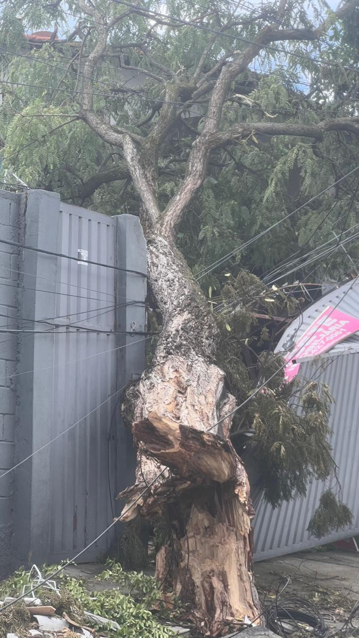 Árvore cai e derruba portão na Rua Augusto de Lima Júnior, no Bairro Santa Branca, na Região Pampulha, em BH-Edésio Ferreira/EM/DA Press