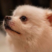 Pets vêm frequentando velórios e provocado cenas inusitadas em BH

 -  (crédito: Pixabay/reprodução)