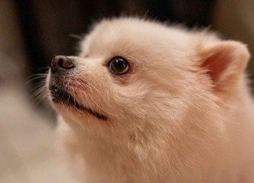 Pets vêm frequentando velórios e provocado cenas inusitadas em BH

 -  (crédito: Pixabay/reprodução)