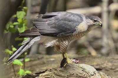 Um gavião-galinha (Accipiter cooperi) aprendeu a usar o semáforo para capturar presas em um cruzamento de West Orange, Nova Jersey, nos Estados Unidos. A conclusão foi descrita na revista científica Frontiers in Ethology, pelo pesquisador Vladimir Dinets, da Universidade do Tennessee.  -  (crédito: Mykola Swarnyk/Wikimedia Commons)