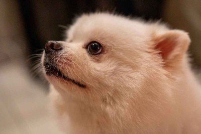 Pets vêm frequentando velórios e provocado cenas inusitadas em BH

 -  (crédito: Pixabay/reprodução)