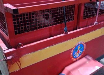 Bombeiros fizeram a captura do pitbull, que foi encaminhado ao Canil Municipal -  (crédito: Corpo de Bombeiros/Reprodução)
