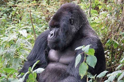 As gorilas-da-montanha, espécie que tem o nome científico Gorilla beringei beringei, acabam de se juntar a um grupo raro de espécies que apresentam menopausa, uma condição até pouco tempo considerada exclusiva dos seres humanos. 
 -  (crédito: - Dave Proffer/Wikimédia Commons)