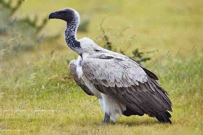 Muitas vezes vistos com desprezo por sua aparência e hábitos alimentares, os abutres são na verdade heróis invisíveis do meio ambiente. -  (crédito: - Yathin sk./Wikimédia Commons)